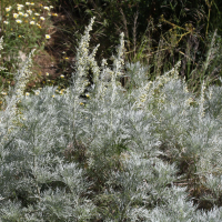 Artemisia arborescens (Armoise arborescente)