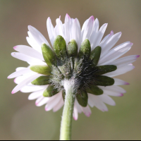 bellis_perennis2md (Bellis perennis)