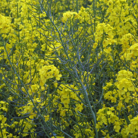 Brassica_napus (Brassica napus)