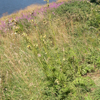 cirsium_erisithales3md (Cirsium erisithales)