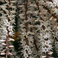 cordyline_australis6md (Cordyline australis)