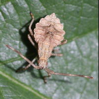 coreus_marginatus_juv3bd (Coreus marginatus)