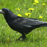 Corvus frugilegus (Corbeau freux)