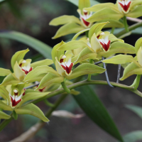 cymbidium_lowianum3bd (Cymbidium lowianum)