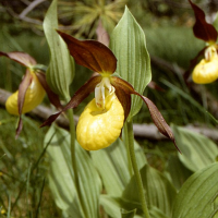 cypripedium_calceolus2mcf