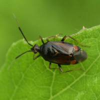 deraeocoris_ruber2md (Deraeocoris ruber)