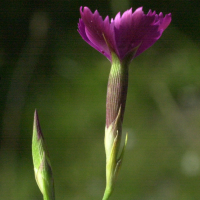 dianthus_deltoides2md