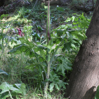 dracunculus_vulgaris5bd (Dracunculus vulgaris)