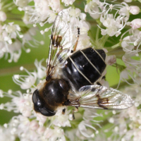 Eristalis rupium (Eristale)