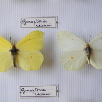 Gonepteryx rhamni (Citron)