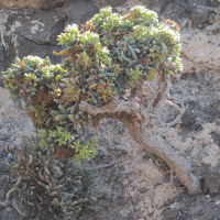 Gymnocarpos decandrus (Gymnocarpos)