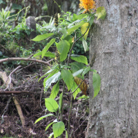Justicia aurea (Jacobine jaune, Justicia à fleurs jaunes, Carmantine)