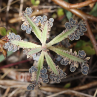 kalanchoe_rosei3md