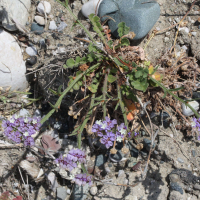 Limonium sinuatum (Statice)