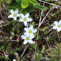 Minuartia rupestris (Minuartie des rochers)