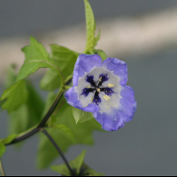 Nicandra_physalodes