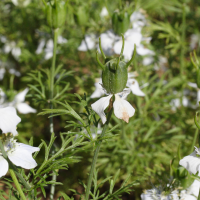 nigella_sativa5md