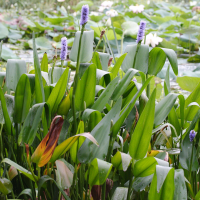 Pontederia lanceolata (Pontédérie à feuilles lancéolées)