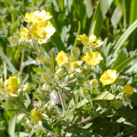 potentilla_gracilis3md