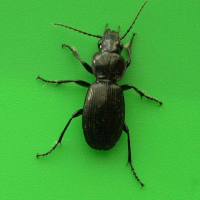 Pterostichus madidus (Carabe)