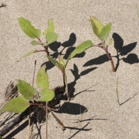 Xanthium orientale ssp. italicum (Lampourde d'Italie)