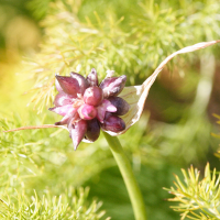 Allium oleraceum (Ail des champs, Ail des jardins, Ail maraîcher)