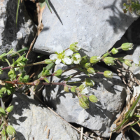 arenaria_multicaulis5md (Arenaria multicaulis)