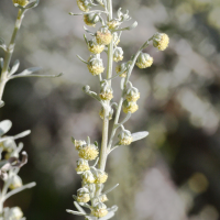 artemisia_absinthium4md (Artemisia absinthium)