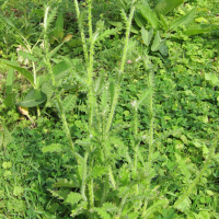 Carduus crispus (Chardon crépu)