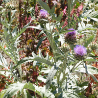 cynara_scolymus6md (Cynara scolymus)