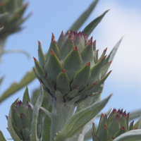 cynara_scolymus8md (Cynara scolymus)