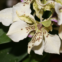 dendrobium_atroviolaceum2md (Dendrobium atroviolaceum)