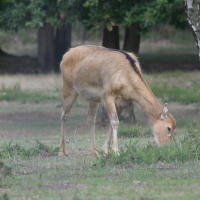 elaphurus_davidianus2bd (Elaphurus davidianus)