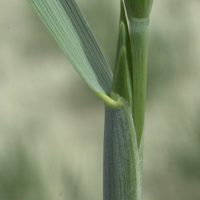 elytrigia_juncea_boreali-atlantica2md (Elytrigia juncea ssp boreoatlantica)