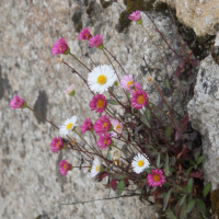 Erigeron_karvinskianus