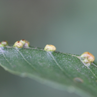 eriophyes_inangulis_galle5md (Eriophyes inangulis)