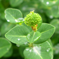 euphorbia_hibernica2md