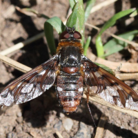 Exoprosopa capucina (Anthrax)