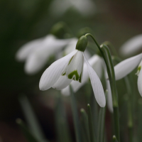 galanthus_nivalis2bd