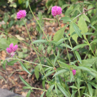 gomphrena_globosa3md