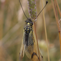 libelloides_longicornis4bd