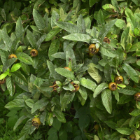 mespilus_germanica2md