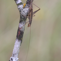 oecanthus_pellucens2md