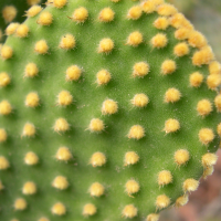 opuntia_microdasys2md