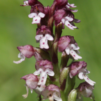 orchis_ustulata3bd