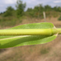 panicum_miliaceum2amd