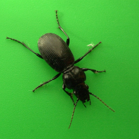 pterostichus_madidus2md