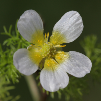 ranunculus_baudotii3bd