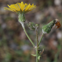 sonchus_tenerrimus4md