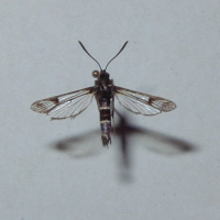 Synanthedon tipuliformis (Sésie du groseillier)